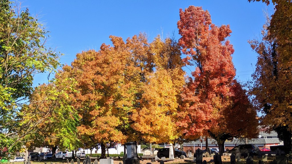 Backyard Trees and Cemetery